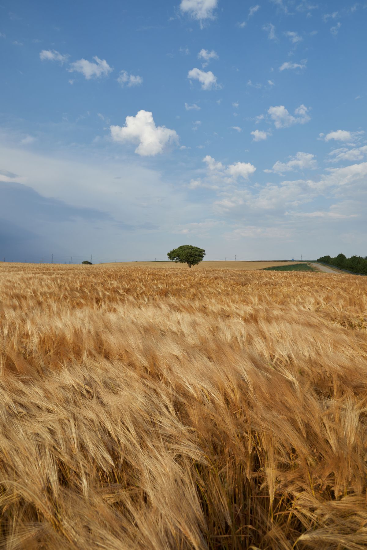 Golden wheat field